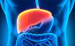 Department of the liver and digestive system